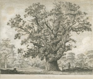Needwood - Dąb Swilcar: akwaforta, nd [c 1820-1850] autorstwa Jacob George Strutt