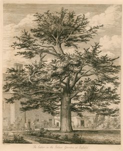 Cedr w ogrodzie pałacowym w Enfield, Middlesex autorstwa Jacob George Strutt