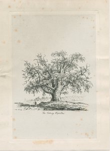 Tutbury - "Wiąz Wych": grawerowanie, bd [ok. 1820] autorstwa Jacob George Strutt