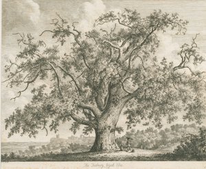 Tutbury - "Wiąz Wych": akwaforta, bd [ok. 1820] autorstwa Jacob George Strutt
