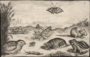 Małe zwierzęta i owady: konik polny, motyl, nornik polny, kuropatwa, pszczoła, ślimak, kret i żaba. autorstwa Jacob Matham