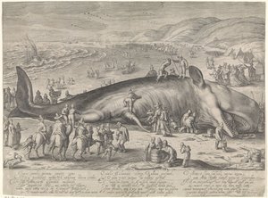 Wieloryb na mieliźnie w Berckhey, 1598