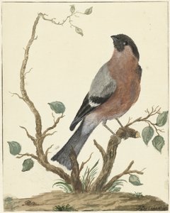 Gil autorstwa Jacob Perkois