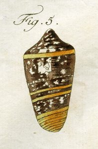 Ilustracja Conus Ammiralis (podgatunek Summus), 1790 (ręcznie barwiony grawerunek)