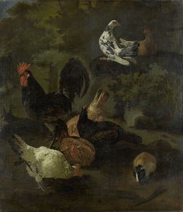 Kogut autorstwa Jacomo (1640-1705) Victors