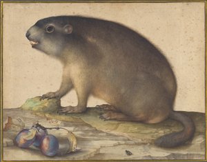 Świstak z gałązką śliwki autorstwa Jacopo Ligozzi