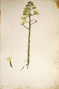 Wieczny kwiat rośliny (Agave americana) autorstwa Jacopo Ligozzi