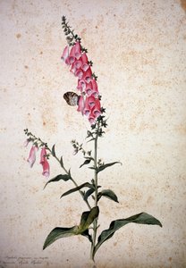 Zielnik: Digitalis purpurea z Papilio paphia