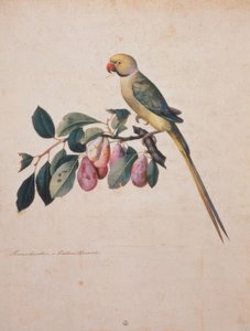 Prunus domesticus, z papugi Aleksandra autorstwa Jacopo Ligozzi