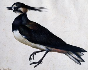 Tringa vanellus (Czajka) – Jacopo Ligozzi (1547-1627) autorstwa Jacopo Ligozzi