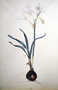 Nieznany obraz autorstwa Jacopo Ligozzi