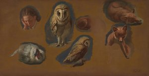 Studia lisa, płomykówki, pawicy i głowy młodego mężczyzny autorstwa Jacques-Laurent Agasse