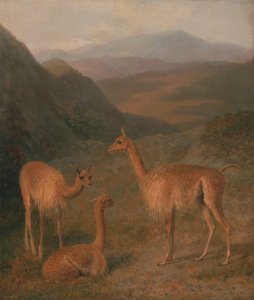 Wikunie autorstwa Jacques-Laurent Agasse