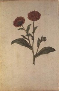 Ringelblume, ca. 1568
