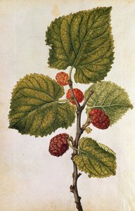  autorstwa Jacques (1533-88) Le Moyne