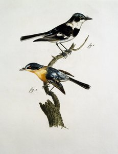 Samiec i samica Pririt Batis (Batis pririt) autorstwa Jacques (after) Barraband