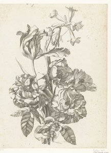 Bukiet z piwoniami, tulipanem i brodiajami Diverse Fleurs mises en Boucquets (tytuł serii) autorstwa Jacques Bailly (I)