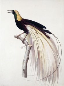 Większy Rajski Ptak, Male