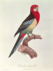Wielobarwna papuga autorstwa Jacques Barraband