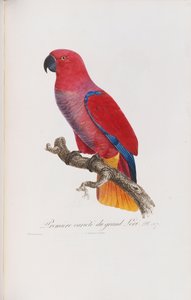 Premiere variete du Grand Lori, grawerowane przez Langlois, c.1801-05