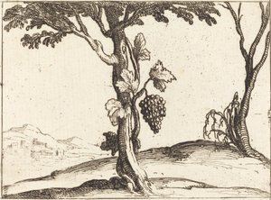 Kiść winogron autorstwa Jacques Callot