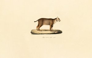 Dorosły Bobcat autorstwa Jacques Christophe Werner