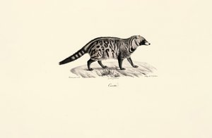 Cyweta afrykańska (Civettictis civetta) autorstwa Jacques Christophe Werner