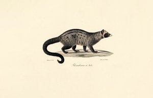 Cyweta afrykańska autorstwa Jacques Christophe Werner