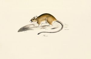 Gerbil afrykański autorstwa Jacques Christophe Werner