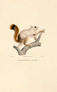 Albinotyczny wariant amerykańskiej wiewiórki rudej autorstwa Jacques Christophe Werner