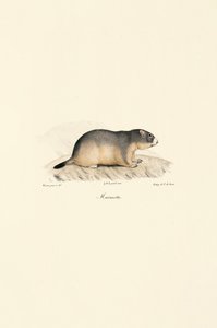 Alpine Marmot autorstwa Jacques Christophe Werner
