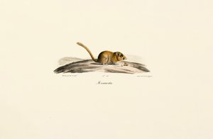 Amerykańska mysz jelenia autorstwa Jacques Christophe Werner