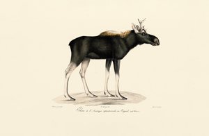 Łoś amerykański (Alces americanus) autorstwa Jacques Christophe Werner