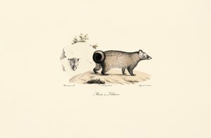 Azjatycki cyweta palmowy autorstwa Jacques Christophe Werner