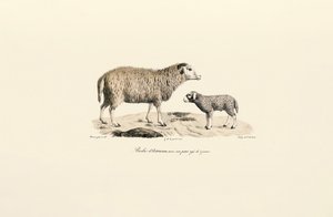  autorstwa Jacques Christophe Werner