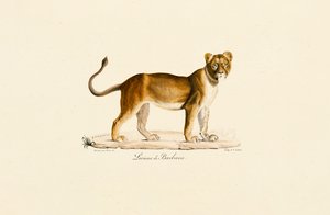 Profil lwicy barbarzyńskiej autorstwa Jacques Christophe Werner
