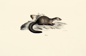 Bukowa kuna autorstwa Jacques Christophe Werner