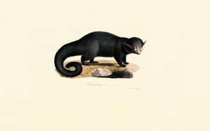 Binturong (Arctictis binturong) autorstwa Jacques Christophe Werner