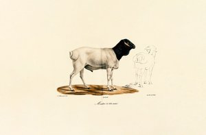 Owca czarnogłowa autorstwa Jacques Christophe Werner