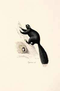 autorstwa Jacques Christophe Werner