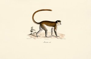 Niebieska małpa (Cercopithecus mitis) autorstwa Jacques Christophe Werner