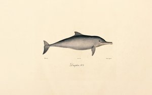 Delfin butlonosy (Tursiops truncatus) autorstwa Jacques Christophe Werner