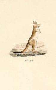 Przylądek Skaczącego Zająca autorstwa Jacques Christophe Werner