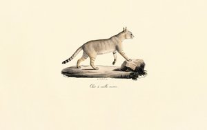 Caracal autorstwa Jacques Christophe Werner