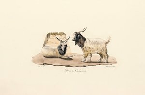  autorstwa Jacques Christophe Werner