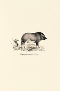  autorstwa Jacques Christophe Werner