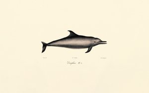 Delfin zwyczajny (Delphinus delphis) autorstwa Jacques Christophe Werner