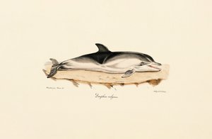 Delfin zwyczajny autorstwa Jacques Christophe Werner