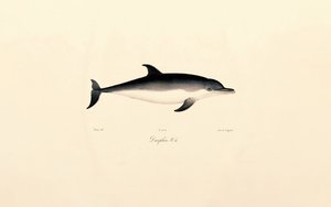 Delfin zwyczajny autorstwa Jacques Christophe Werner