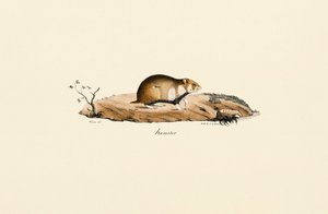  autorstwa Jacques Christophe Werner